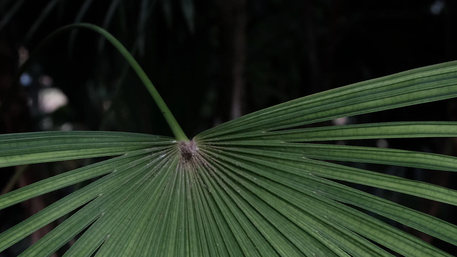 Queen Sirikit Botanic Garden
