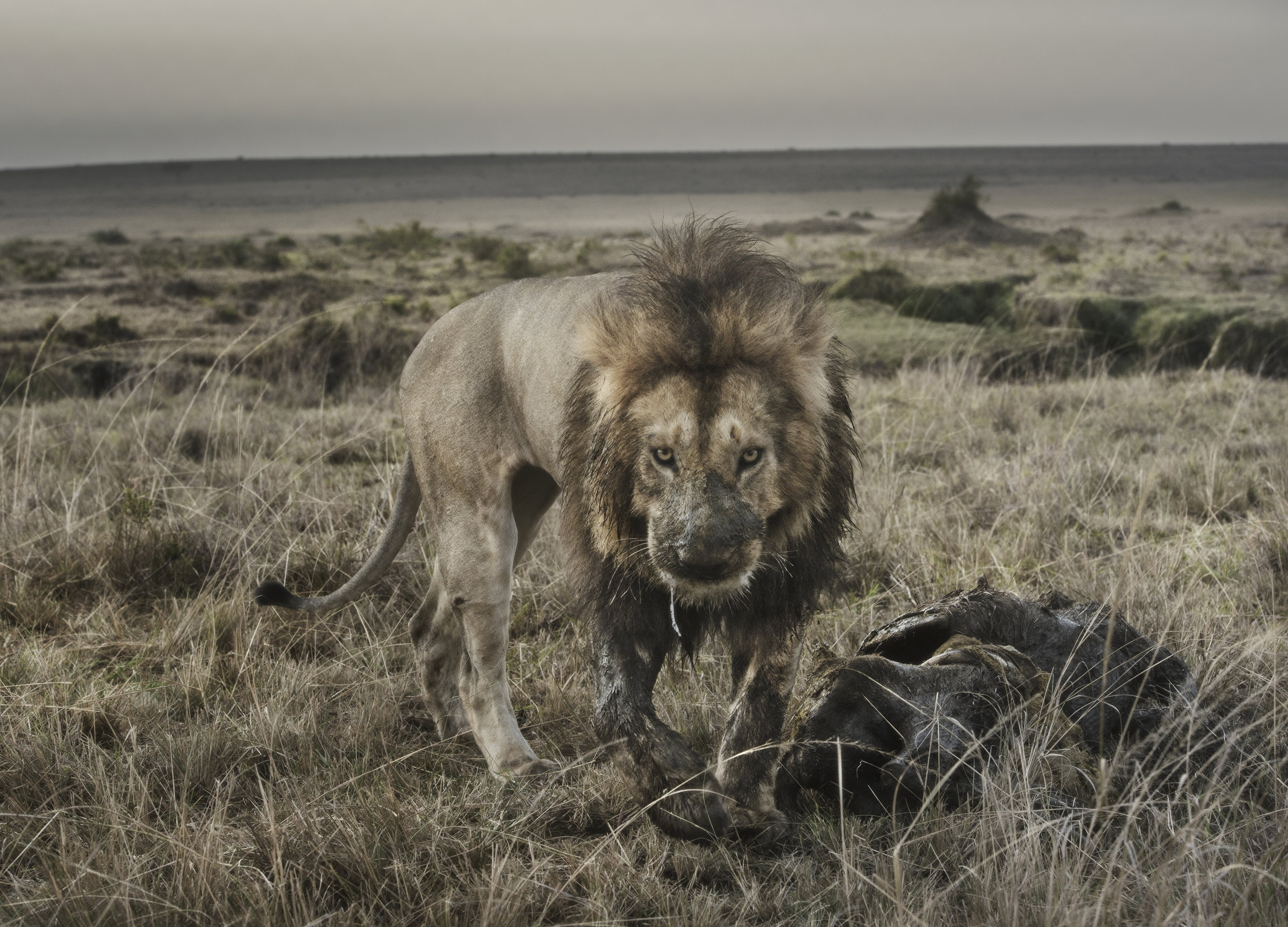 Dignity, Book of Leon 2012-2016. © Nina Siemiatkowski.