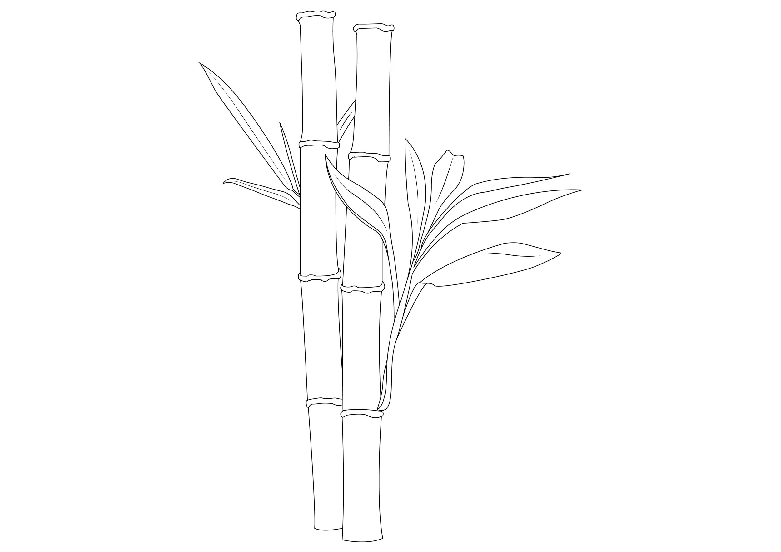 BAMBOO copy-01 copy.jpg