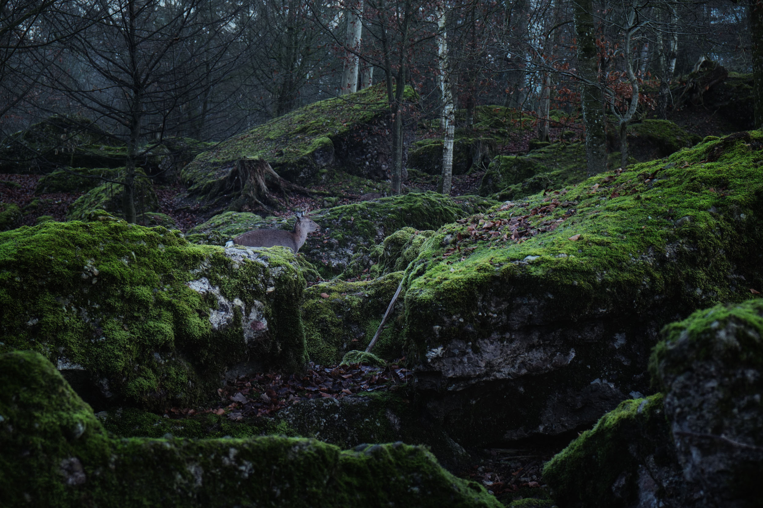 Goldau_GreenRocks_01.jpg