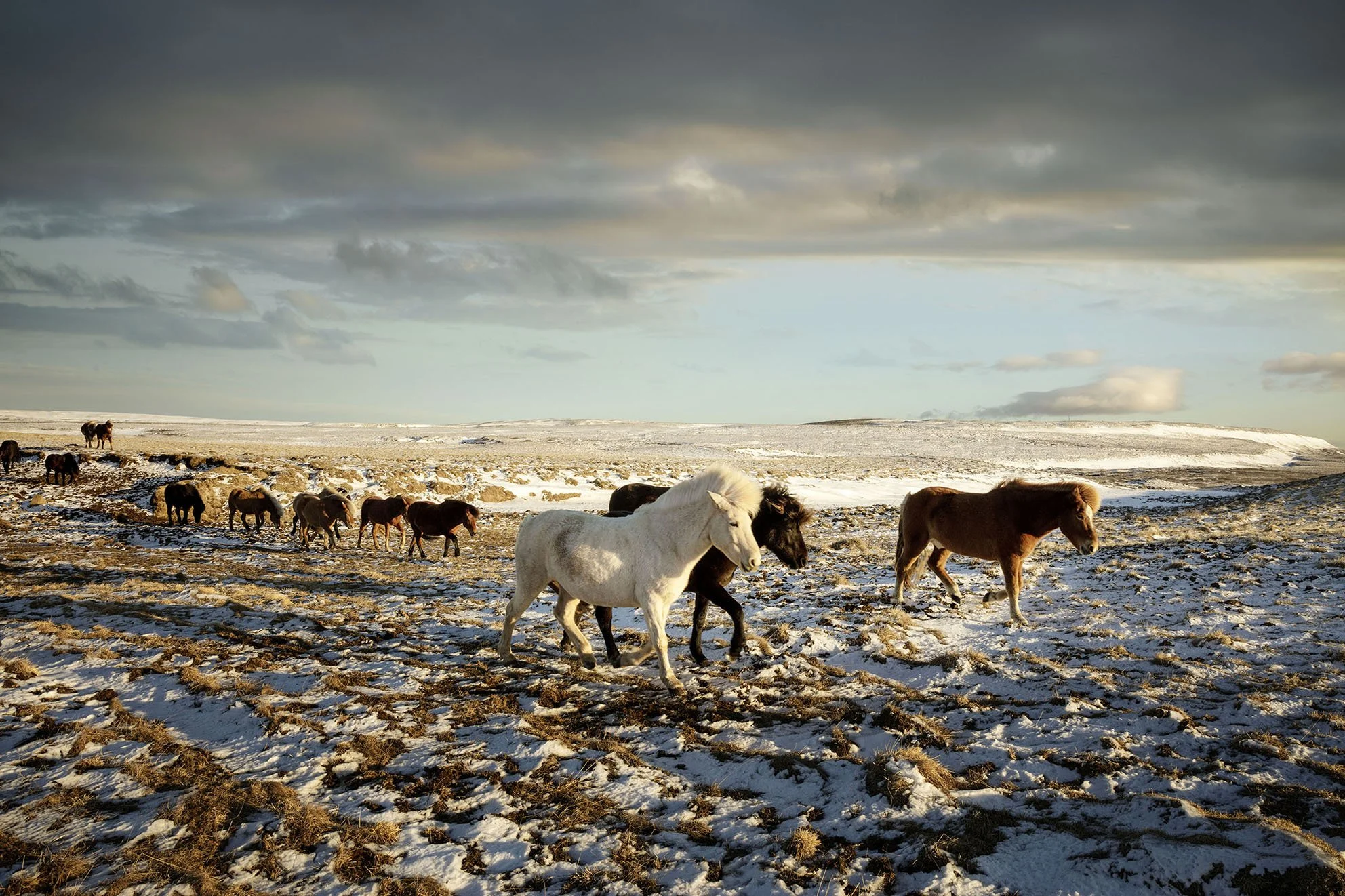 Iceland_Horses_04.jpg