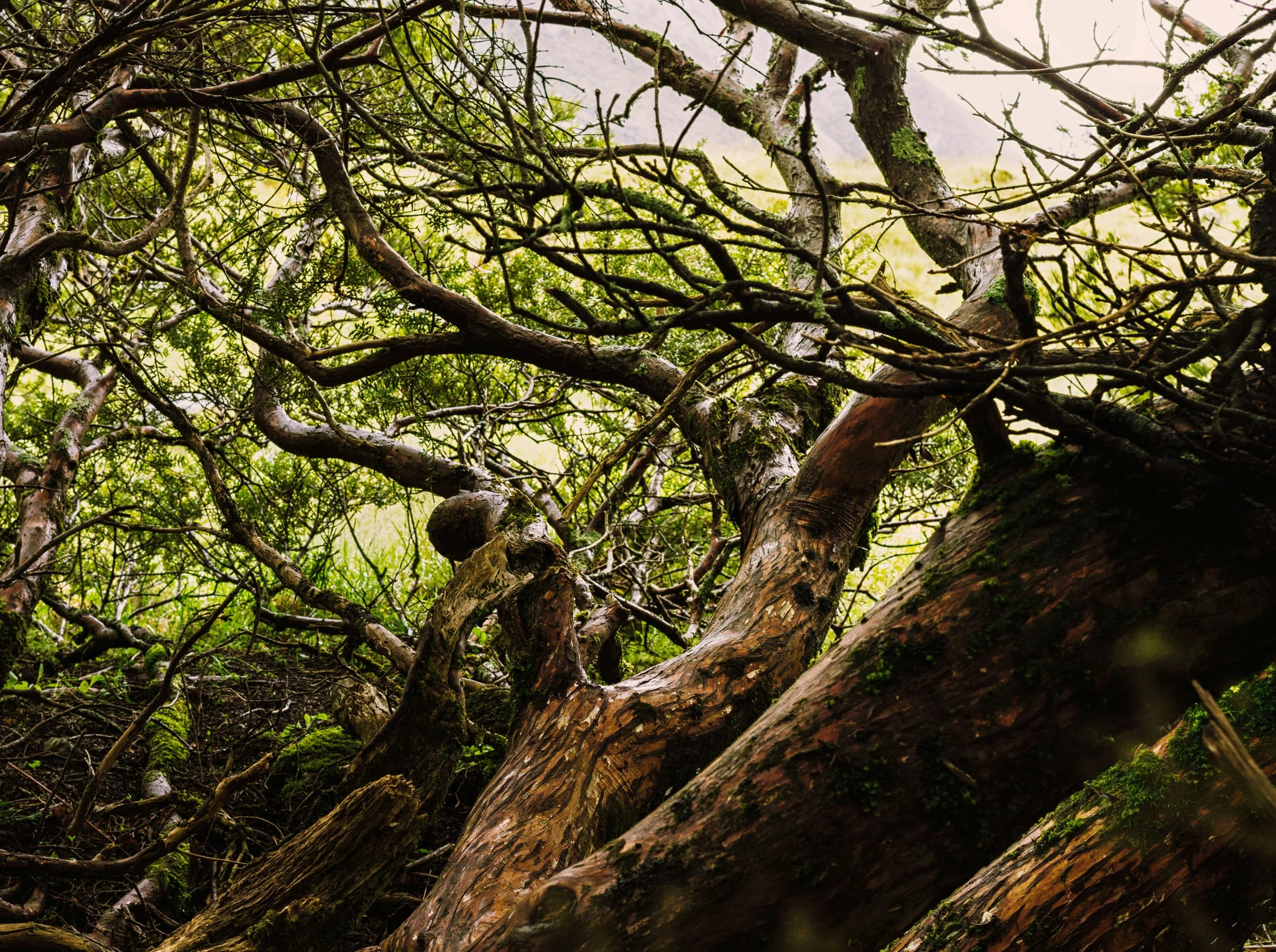 Antz_Origami_Mood Kopie 1.jpg