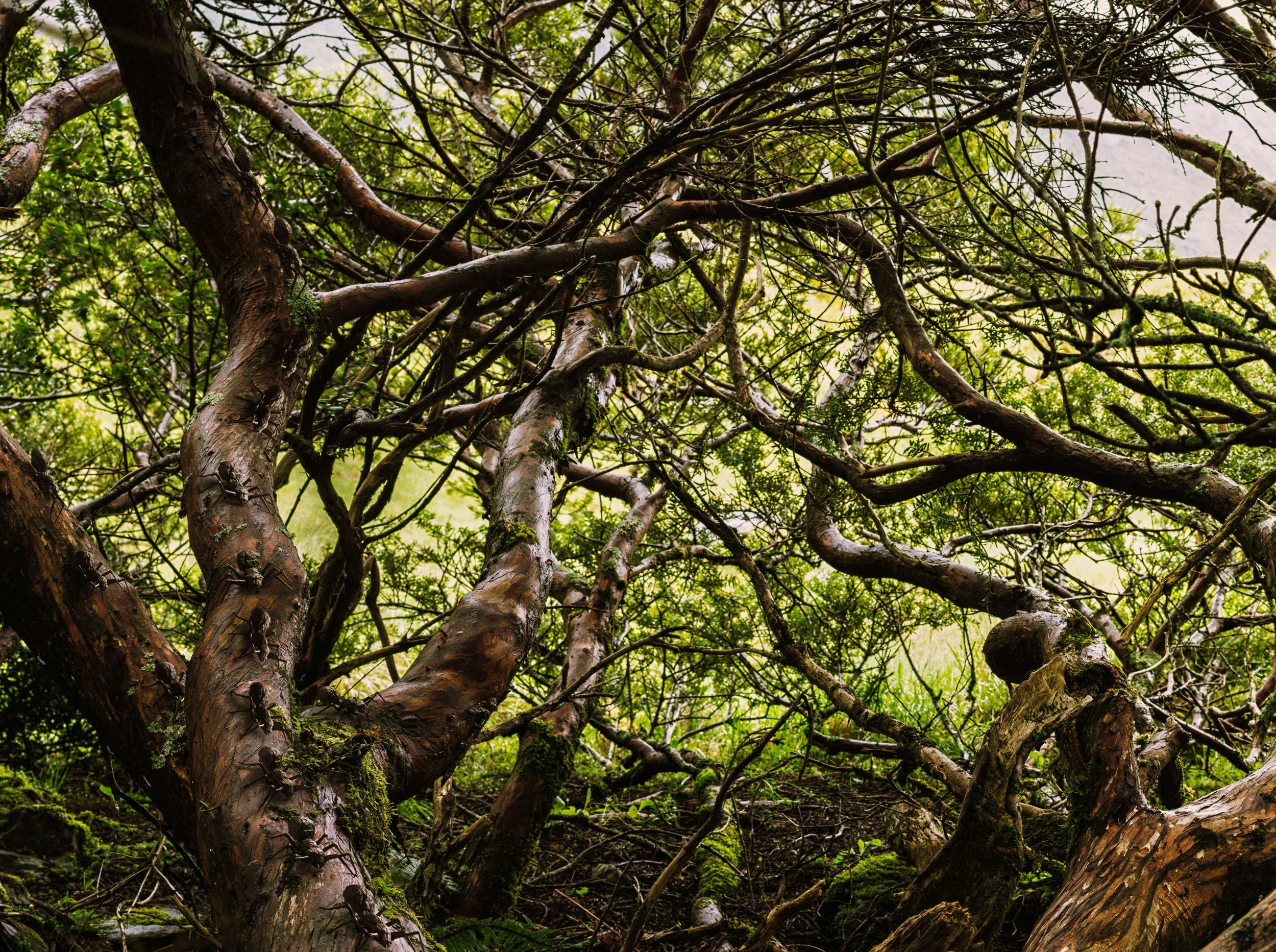 Antz_Origami_Mood Kopie 2.jpg