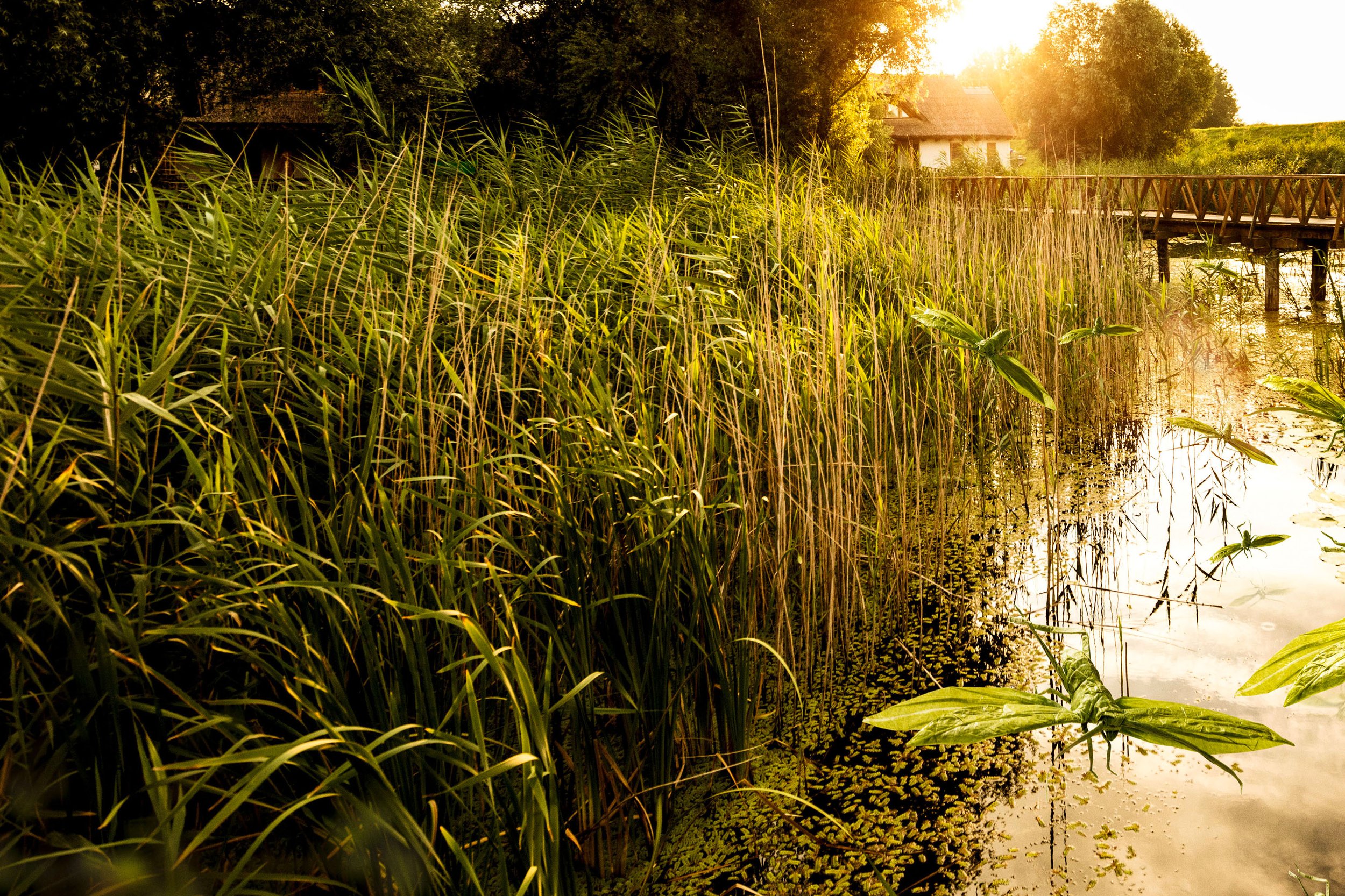 Heuschrecken_Origami Kopie 1.jpg