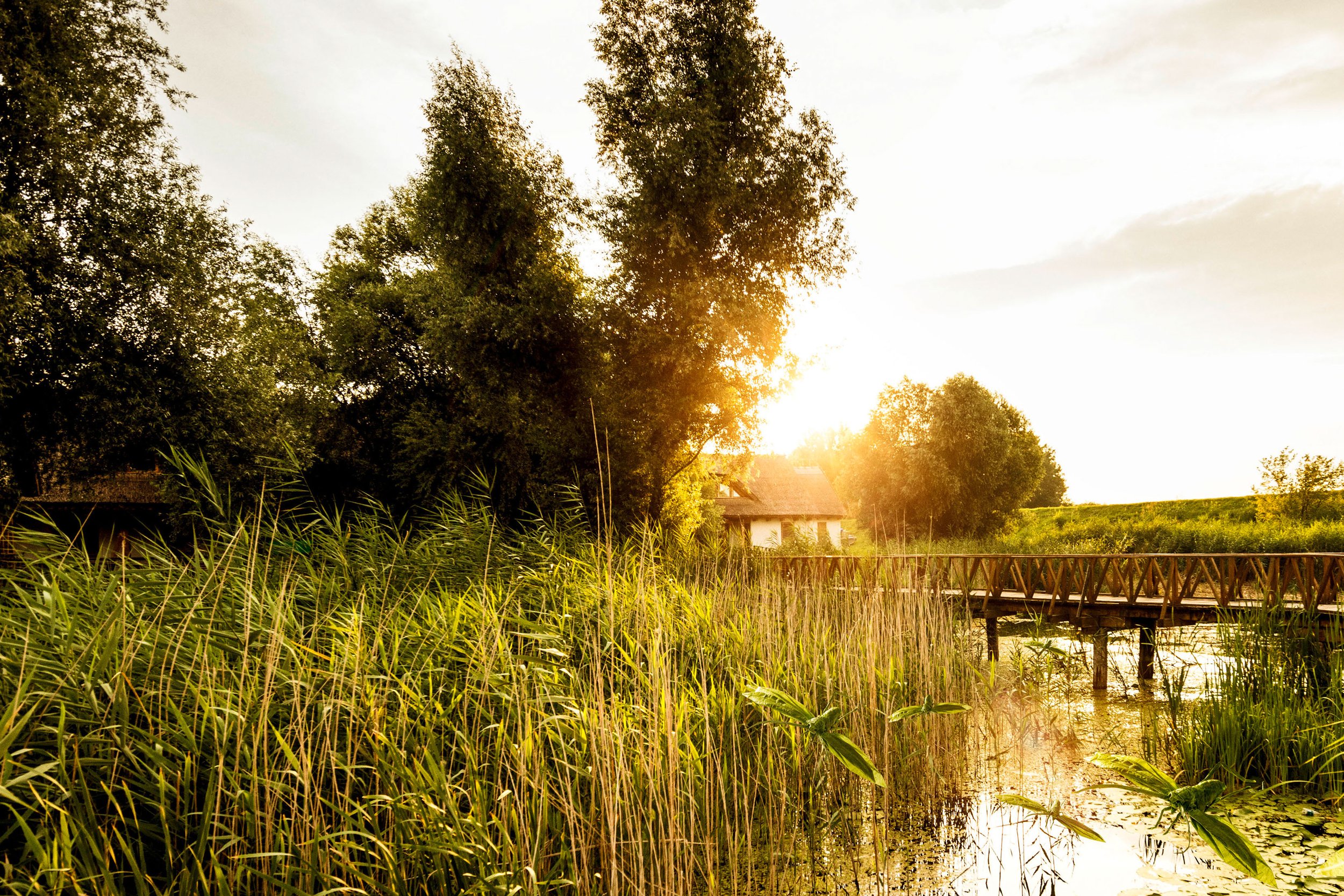 Heuschrecken_Origami Kopie 3.jpg
