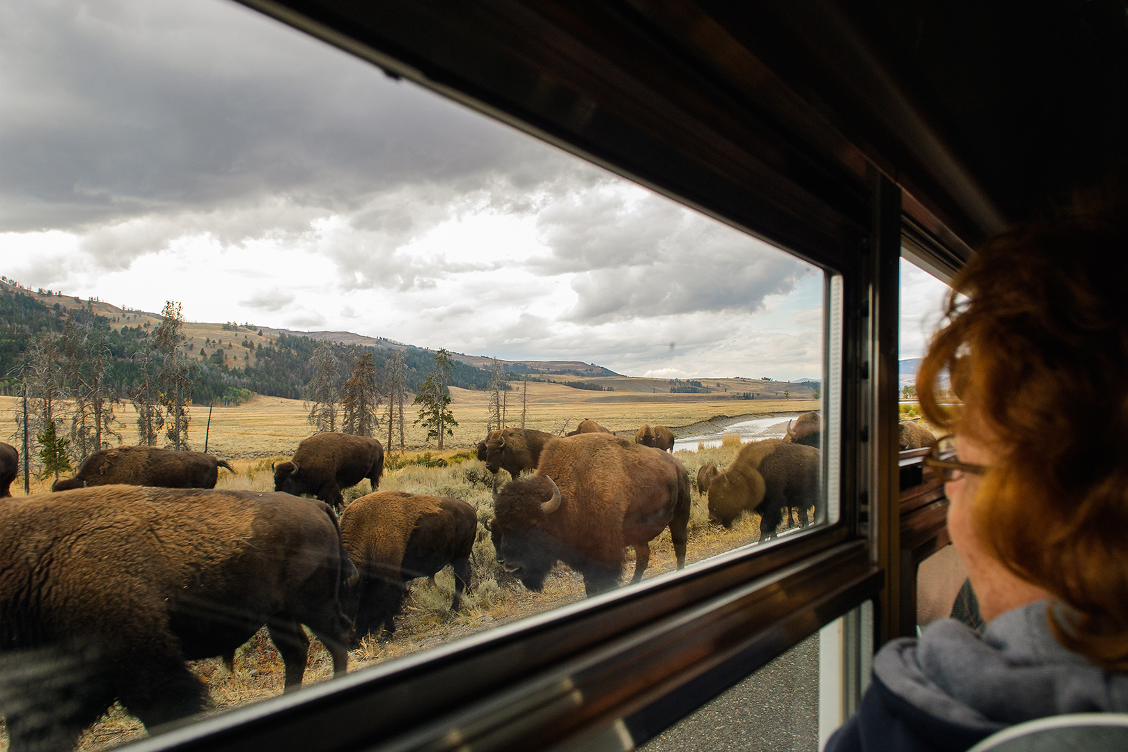 Bison on the Road, Lamar Valley 