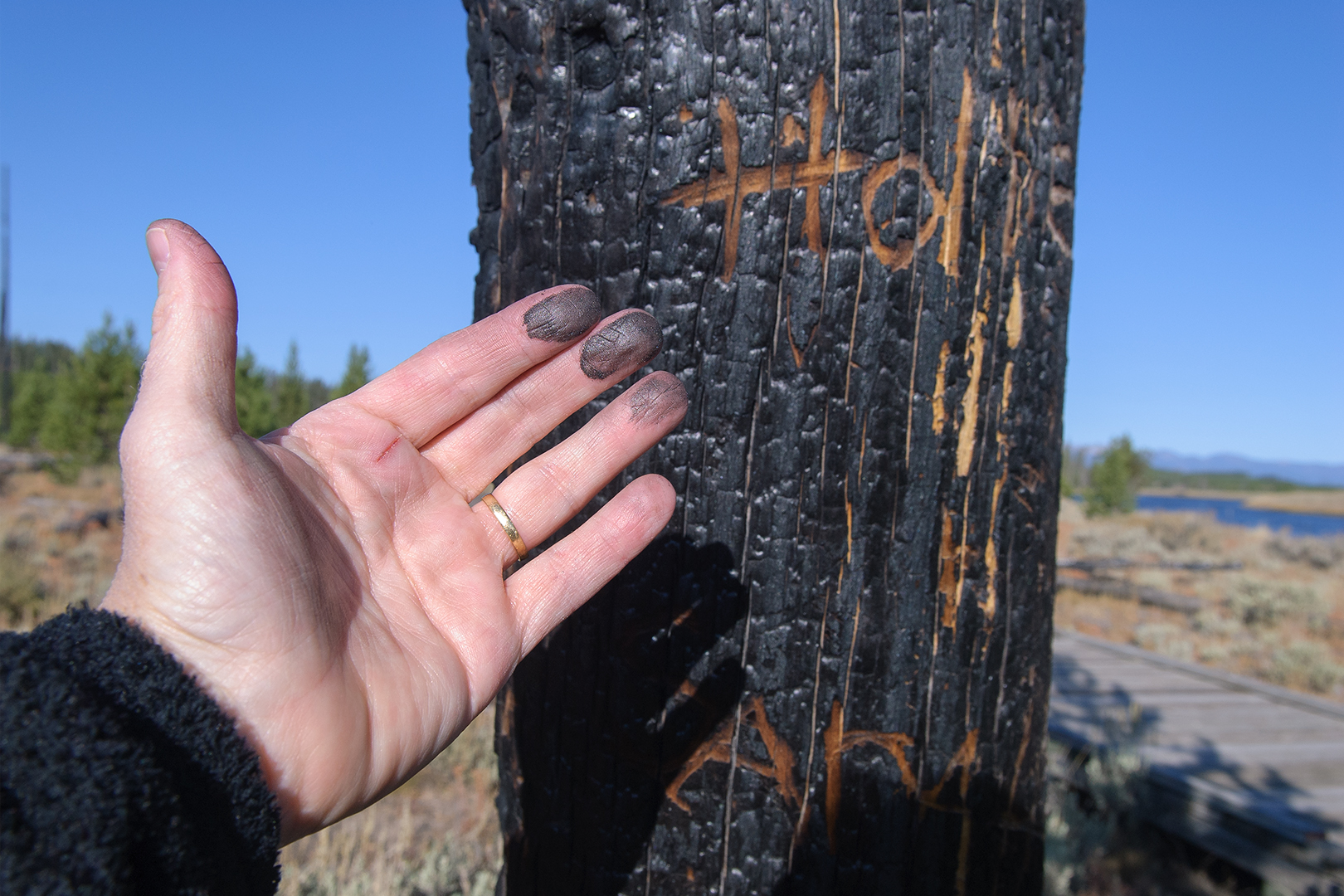 Twenty Years after the Fires, Madison River Valley 