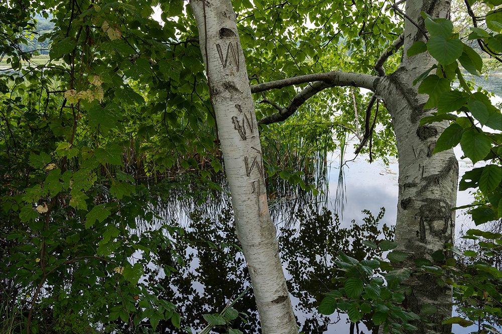 Graffiti on Birch, Herricks Cove Nature Preserve, Vt.
