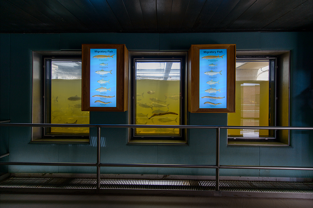 Viewing Room, Robert E. Barrett Fishway, Holyoke, Mass.