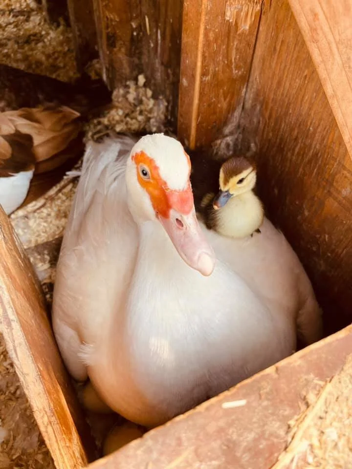Chickadee Seed & Feed