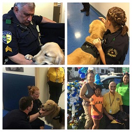 Therapy Dogs at work providing comfort.
