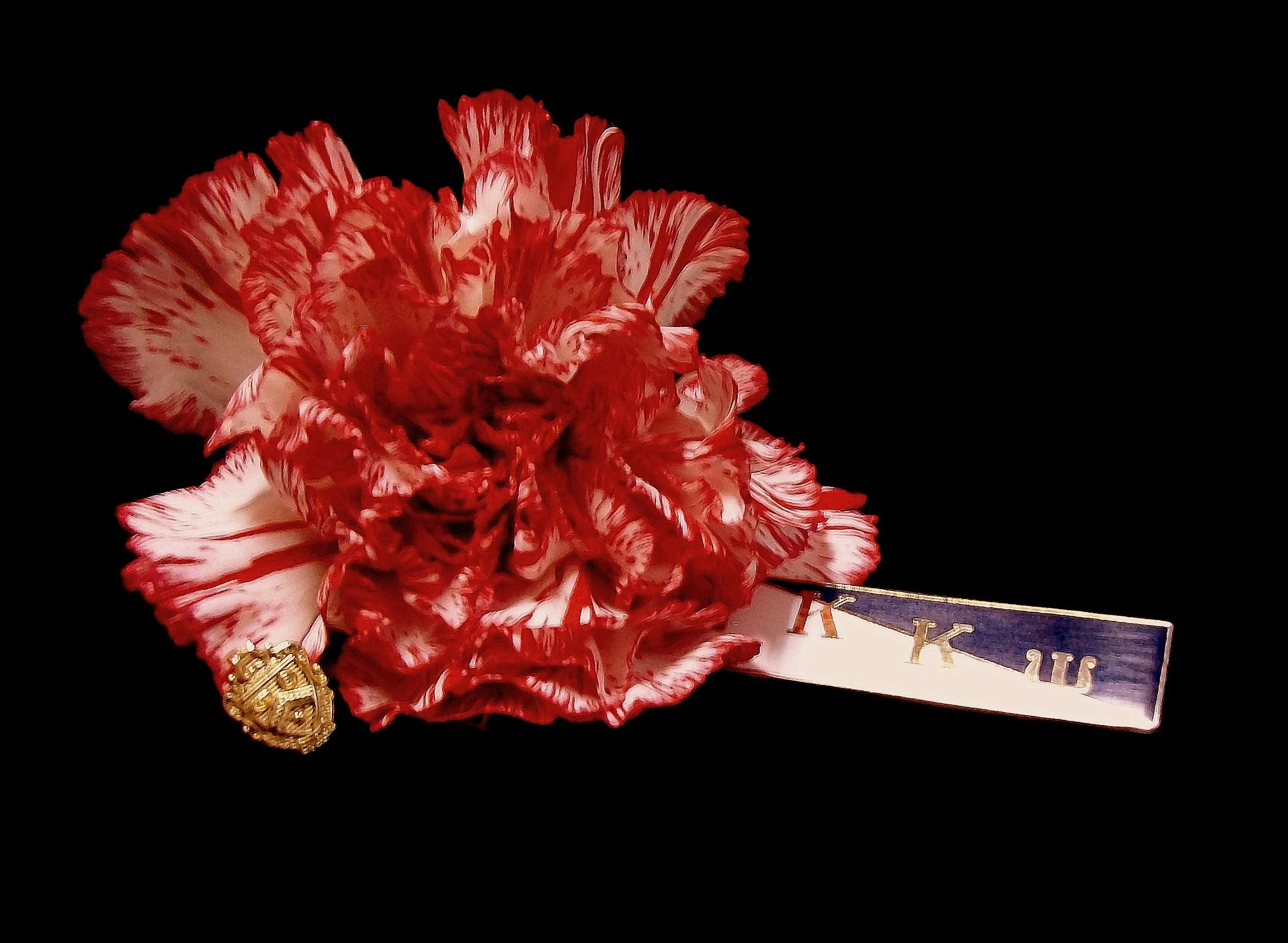 The Fraternity Flower, the red carnation.