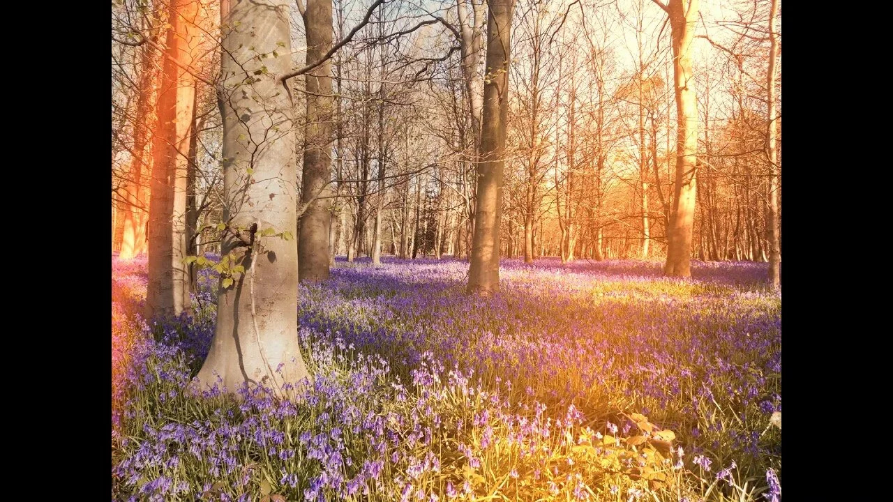 Jacob M-T | Bluebells