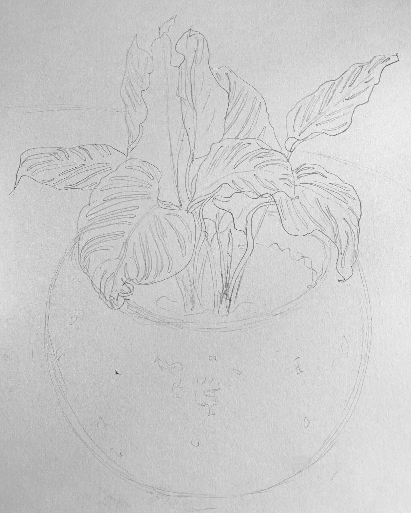 I bought myself some new plants today!! 💃 This one here is delicata ornata. I&rsquo;ll add gouache later. @giftboxfloral is my new Target. Dangerous to go in there (in the best possible way).