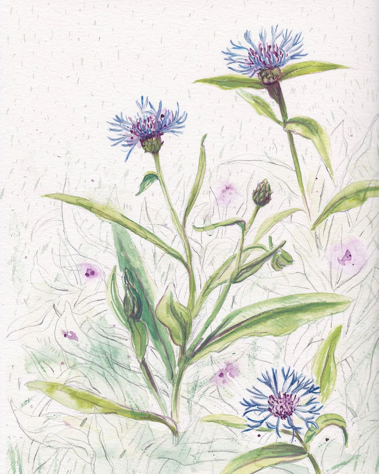 As the fuchsia azalea in my back yard dropped its blooms, the violet-blue cornflowers popped open, keeping the wild color going. I realized as I painted this that I don&rsquo;t often use purple. I&rsquo;ll be out color hunting for more of it! In fact