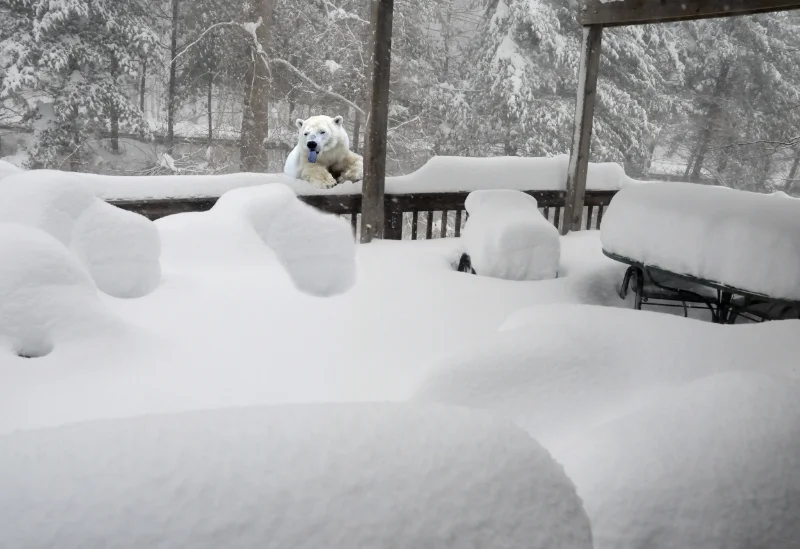 North Bethesda, MD