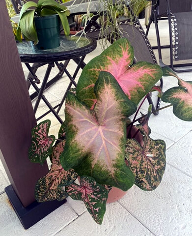 Harriet Caladiums.jpg