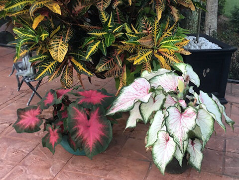 Harriet Caladiums3.jpg