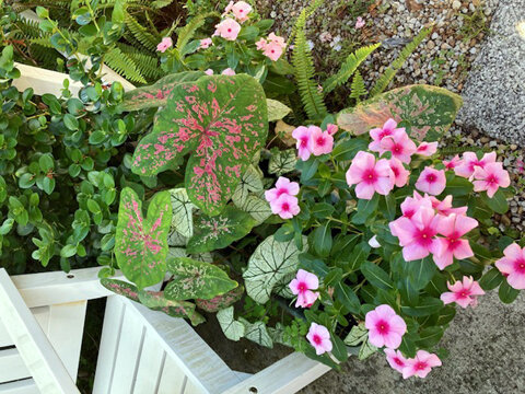 PP Caladium.jpg