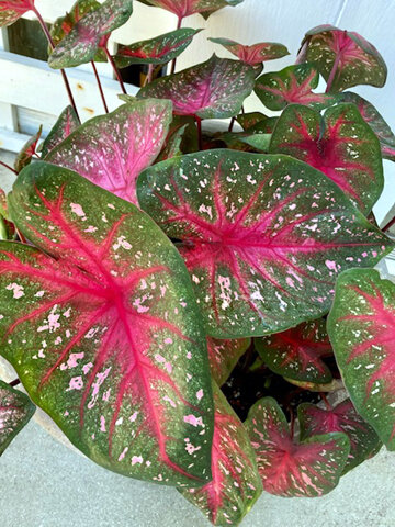 PP Caladium2.jpg