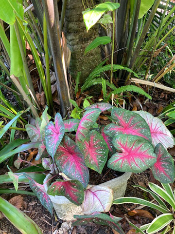 PP Caladium5.jpg