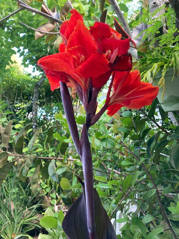 Patti's Canna Bloom 8-22.jpg