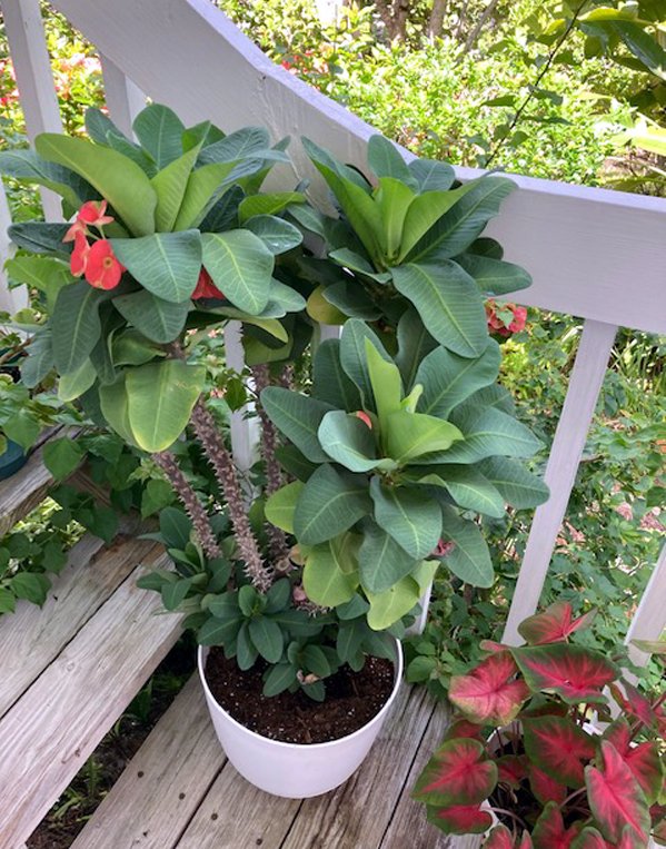 Patti's Crown of Thorns.jpg