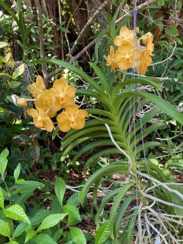 Yellow Vanda2 - Patti.jpg