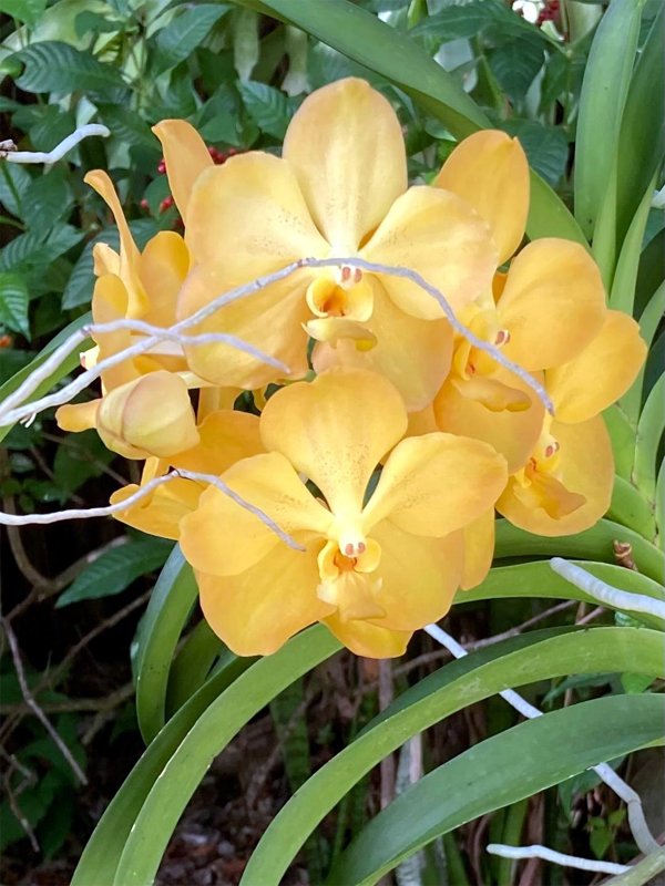 Yellow Vanda3 - Patti.jpg