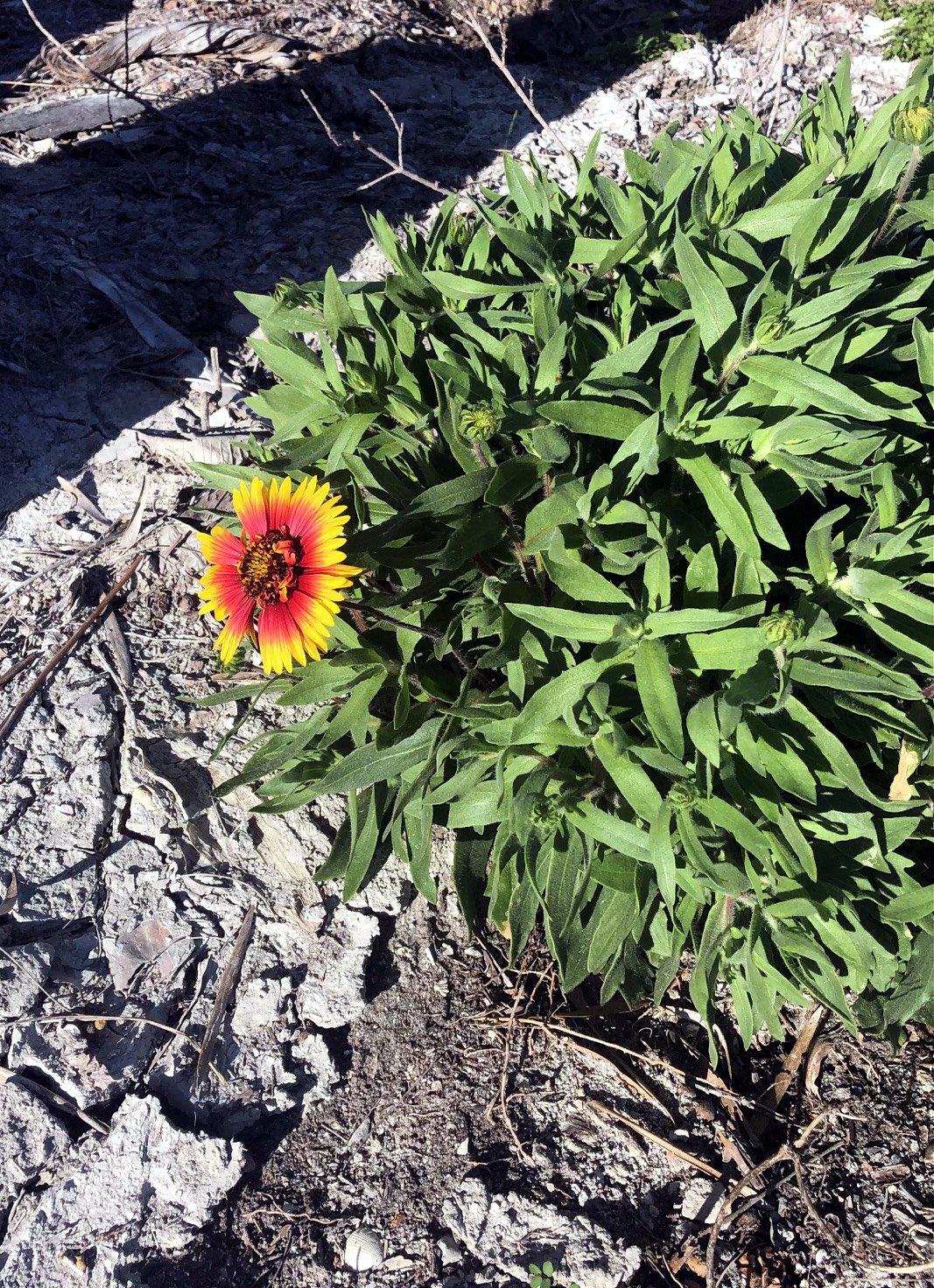  Gwenda Hiett-Clements was surprised to see a gaillardia pop up out of the gray mud covering her yard. 