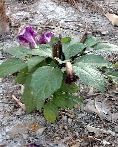  Patty Polshek’s Datura appeared out of a patch of mud! A prized Devil's Trumpet loaded with buds!  