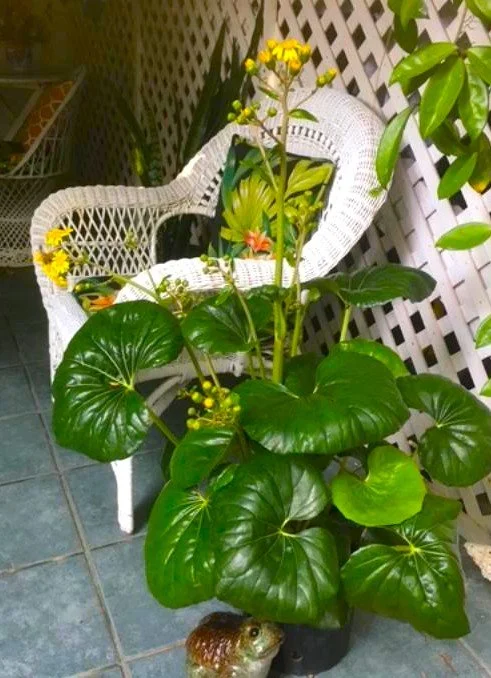 Tractor Seat Plant #1.jpeg