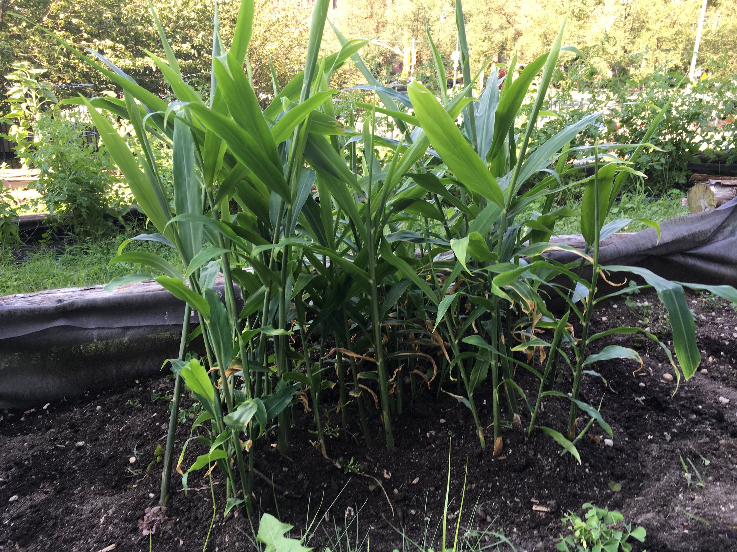 ginger plants living large.jpg