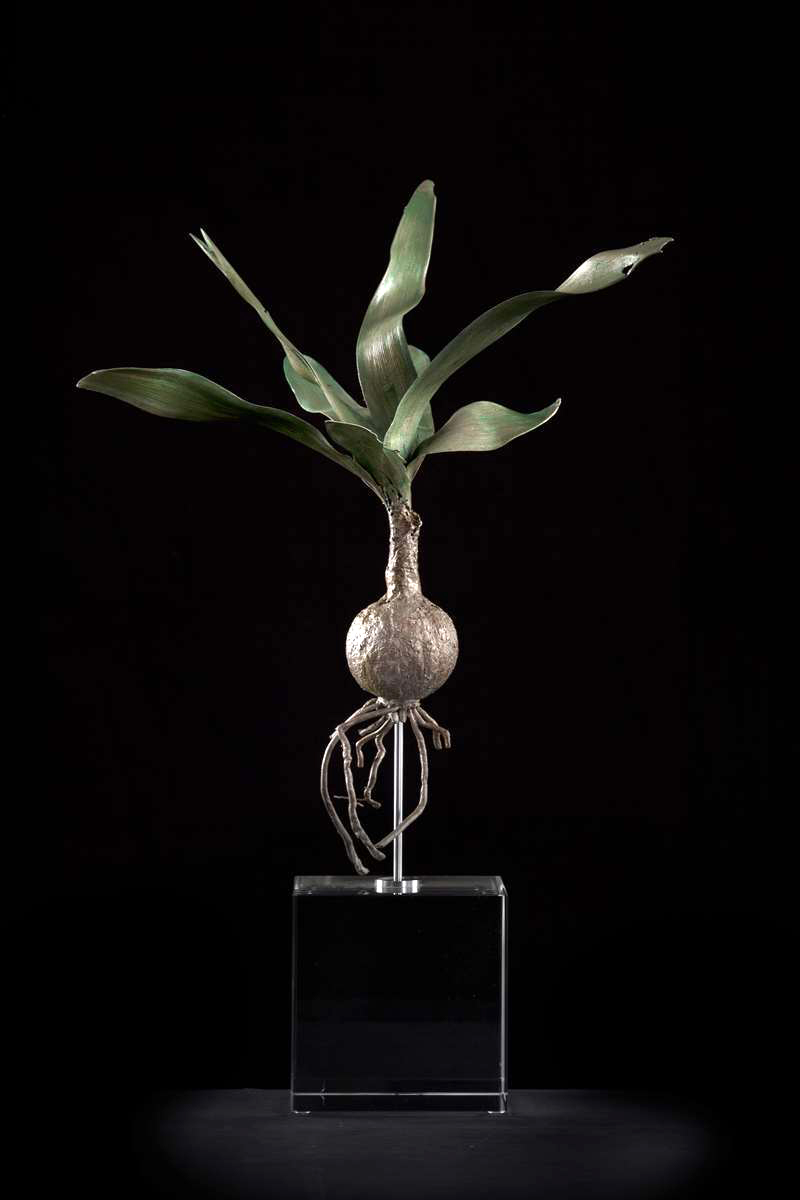 <i>Nerine laticoma</i>