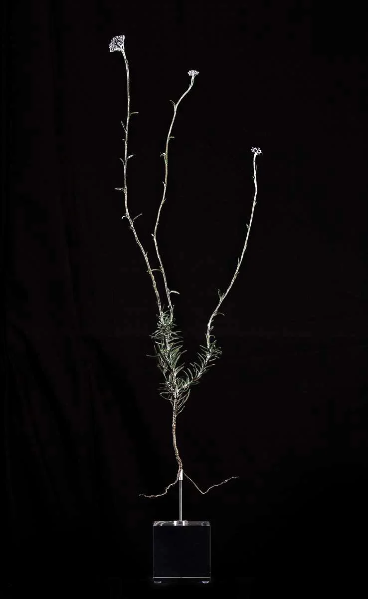 <i>Daisy Species</i>