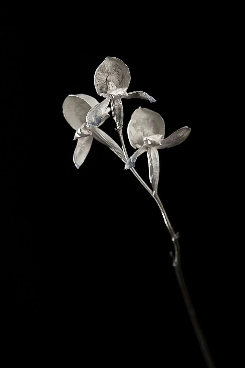 <i>Disa graminifolia</i>
