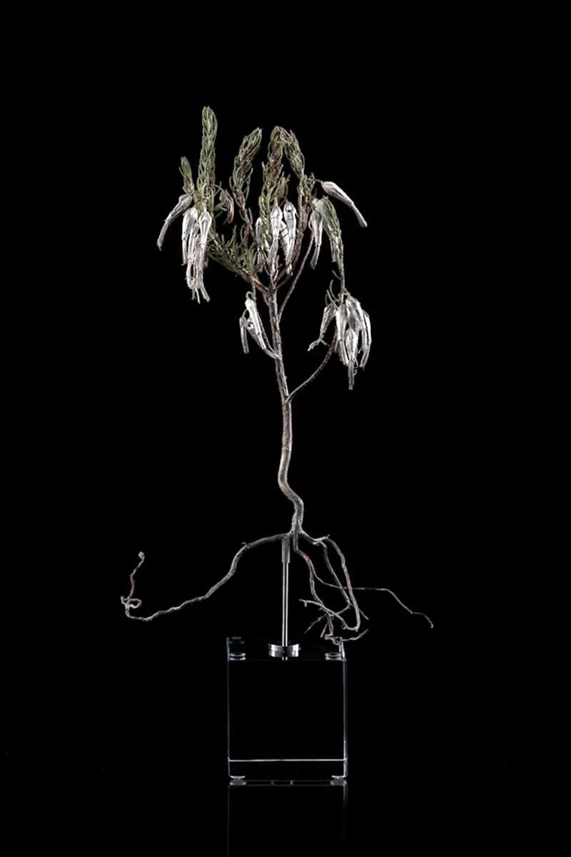 <i>Erica plunkenetti </i>