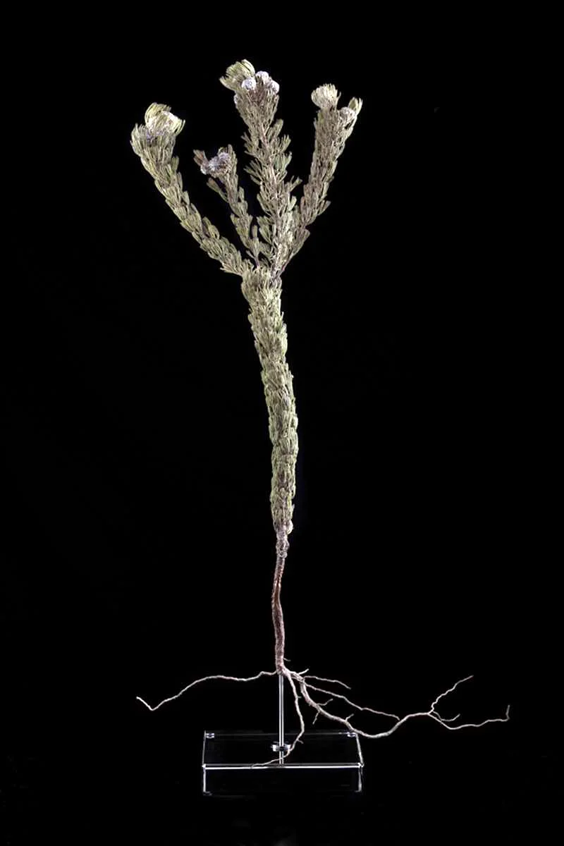 <i>Serruria villosa</i>