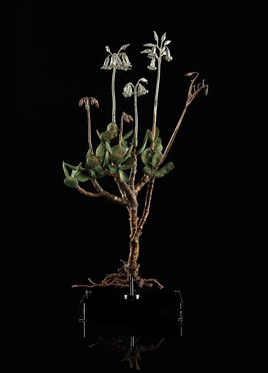 <i>Coteledon orbiculata </i>