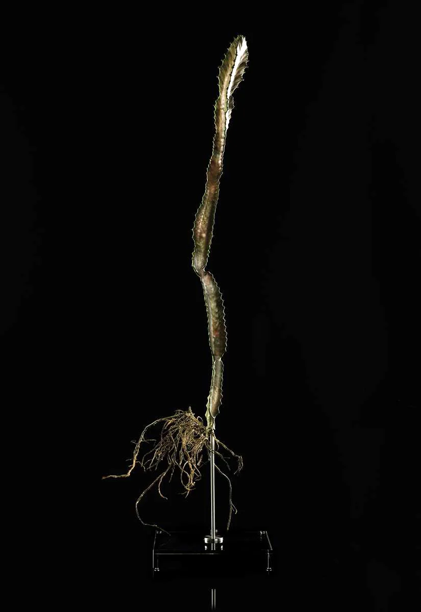 <i>Euphorbia ingens</i>