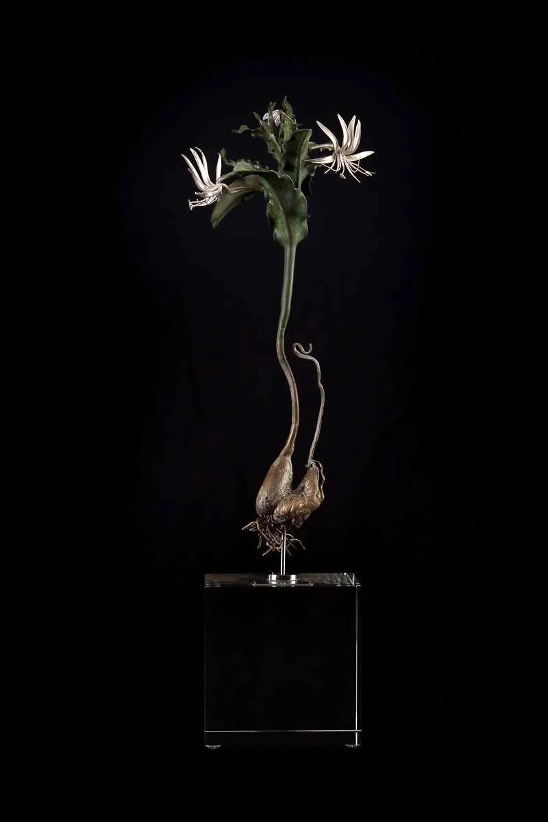 <i>Ornithoglossum imbricatum</i>