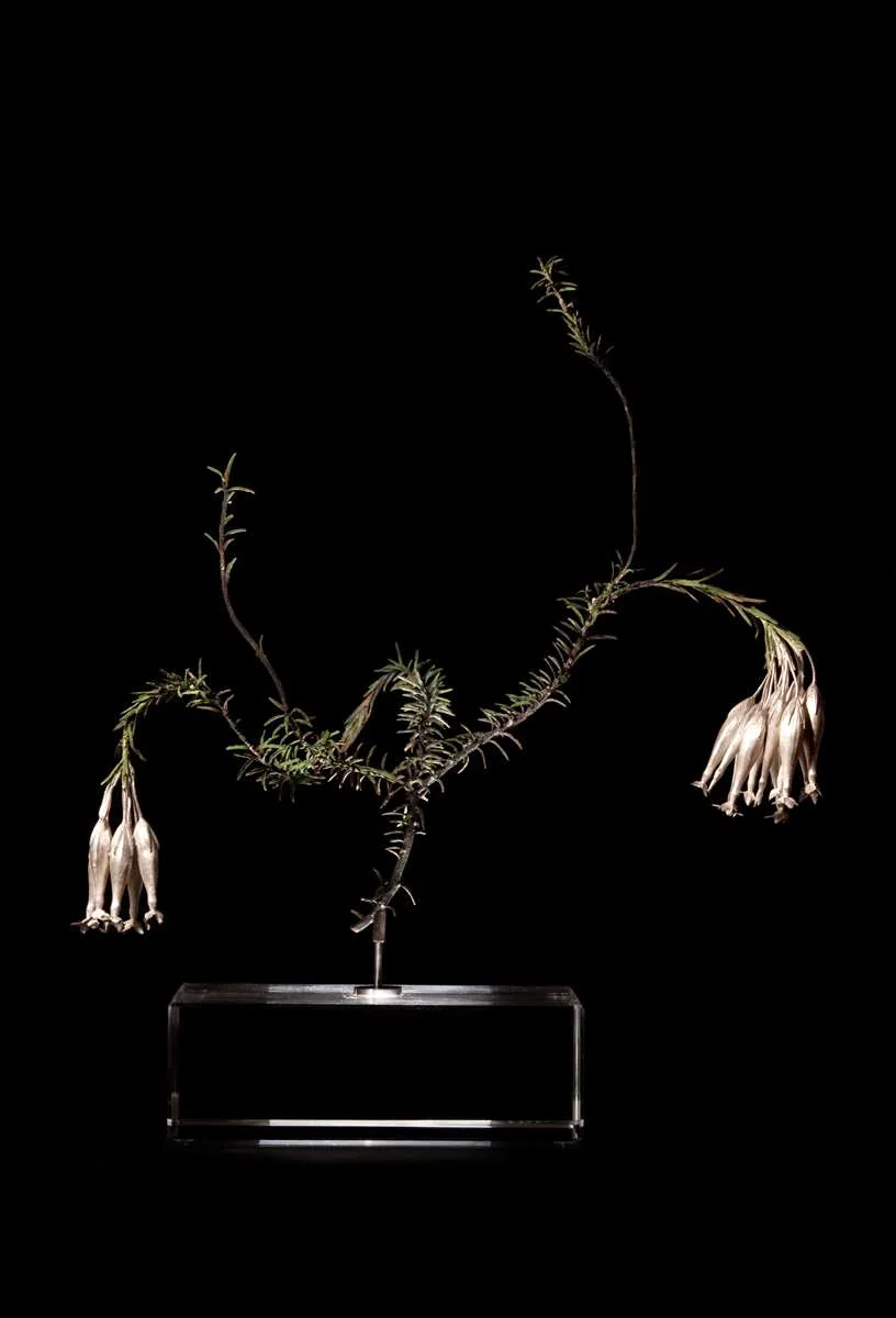 <i>Erica shannonii </i>