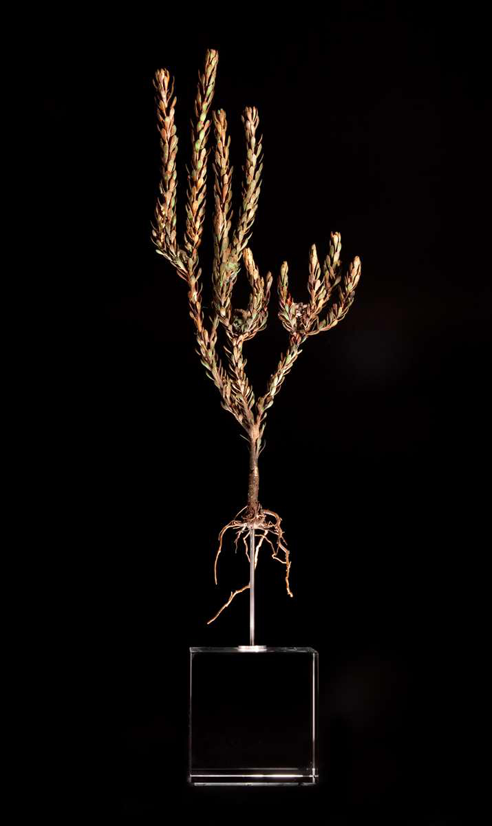 <i>Leucodendron levisanus</i>