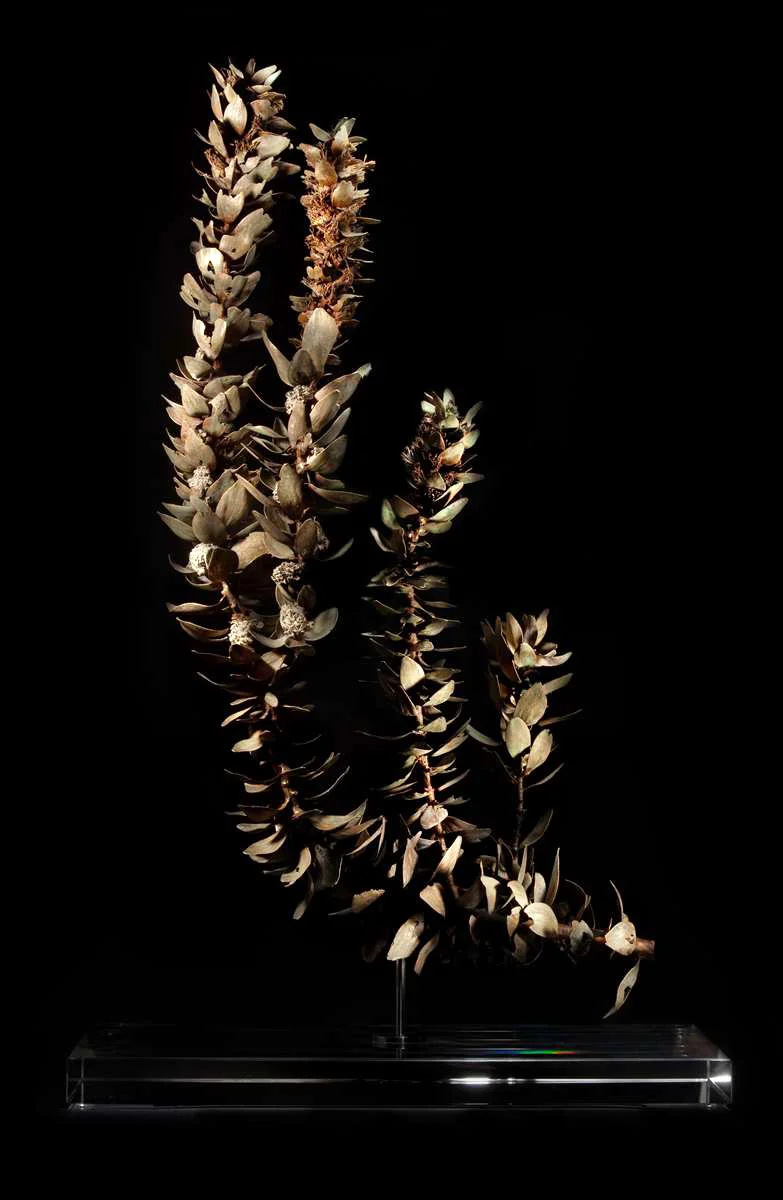 <i>Mimetes chrysanthus </i>