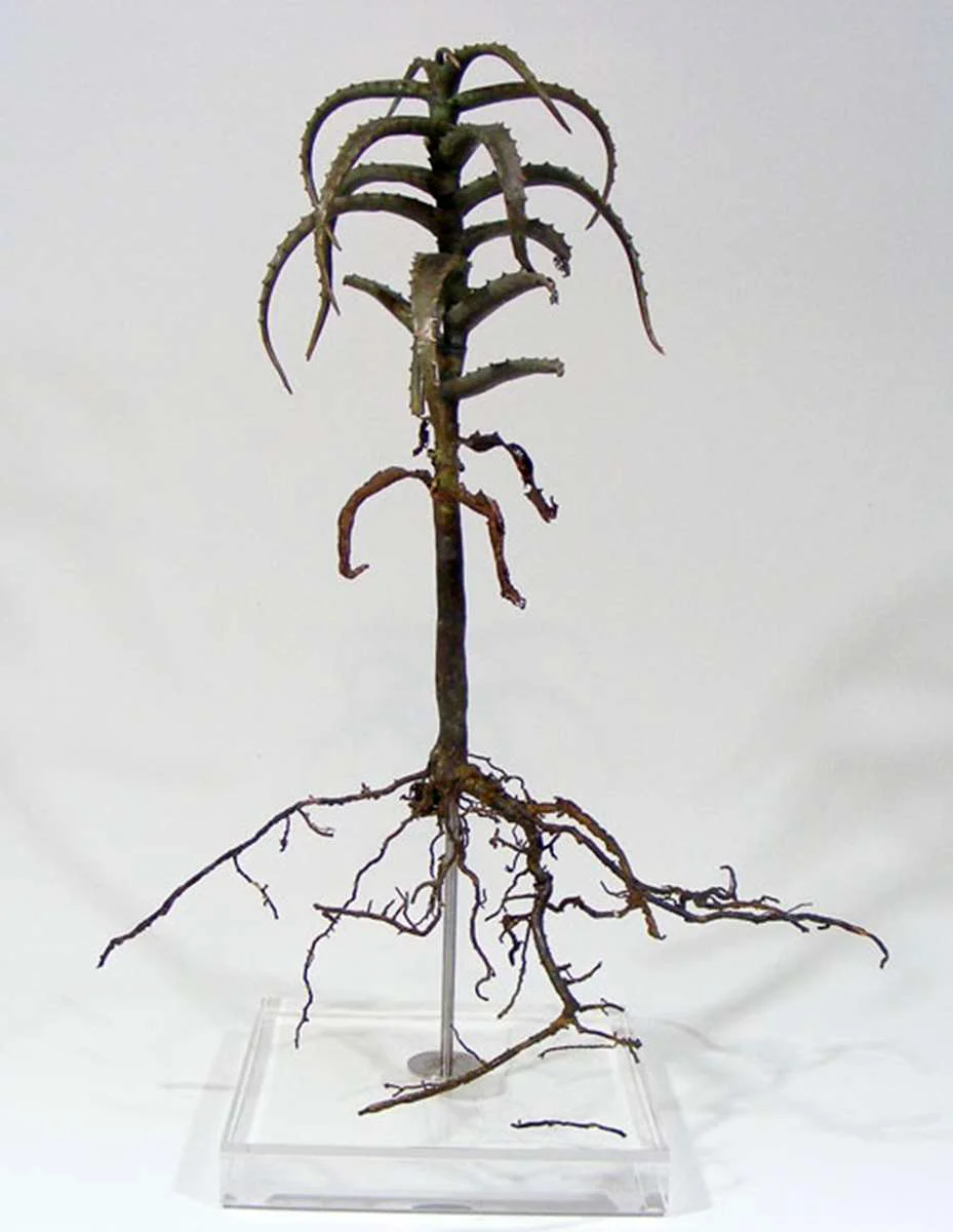 <i>Aloe arborescens</i>