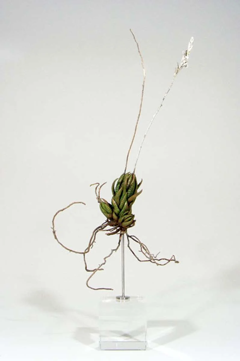 <i>Haworthia reinwardtii</i>