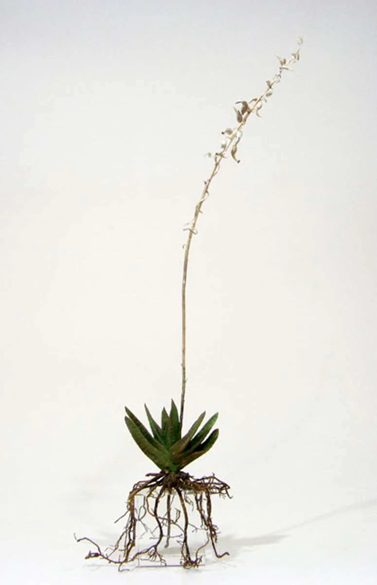 <i>Gasteria doreeniae</i>