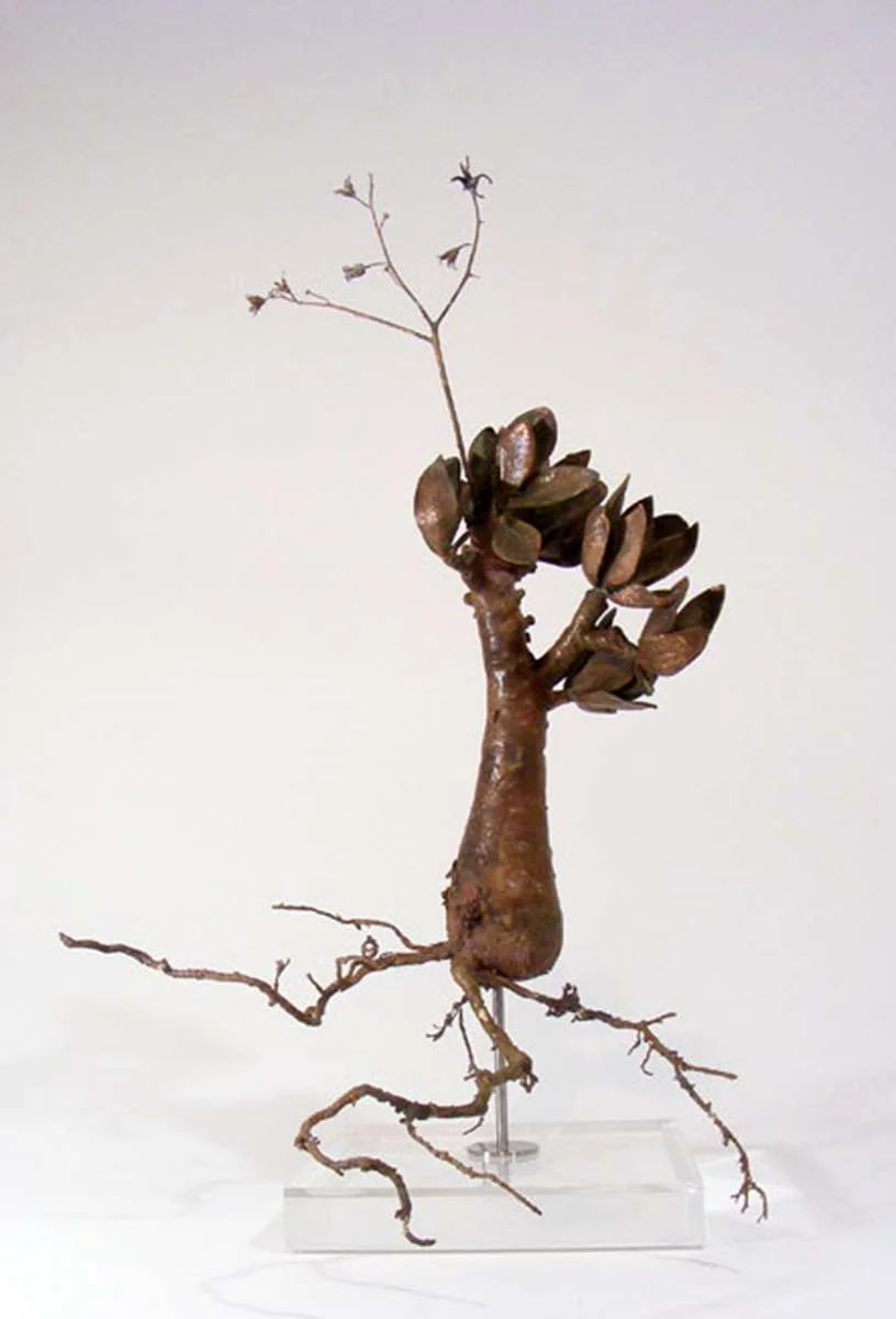 <i>Tylecodon paniculatus </i>