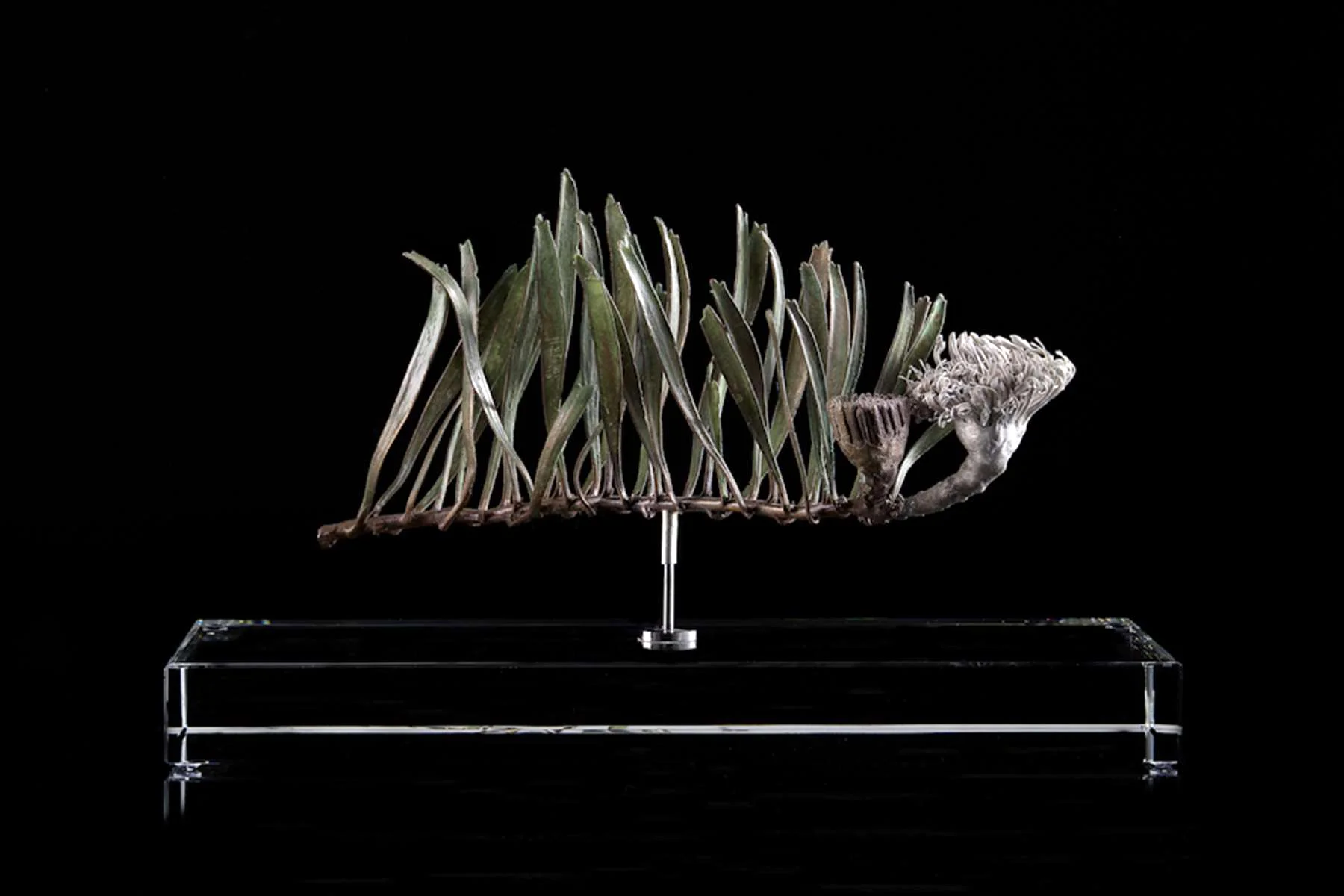 <i>Leucospermum hypophyllocarpodendron</i>