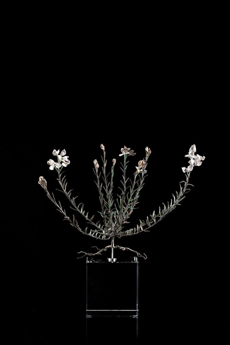 <i>Polygalaceae</i>